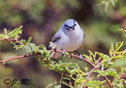 polioptila caerulea